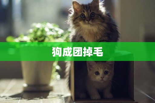 狗成团掉毛